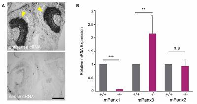 A Potential Compensatory Role of Panx3 in the VNO of a Panx1 Knock Out Mouse Model